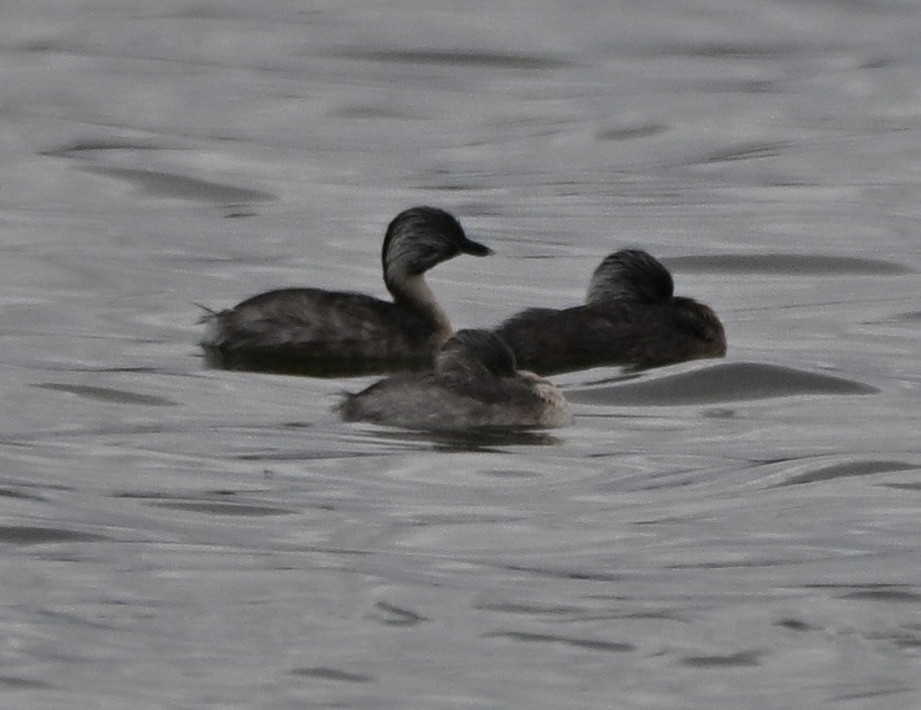 sølvhodedykker - ML644690662