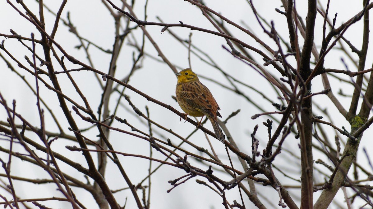 Yellowhammer - ML644690675