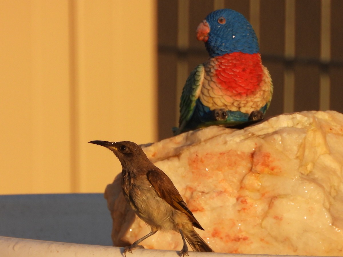 Brown Honeyeater - ML644690676