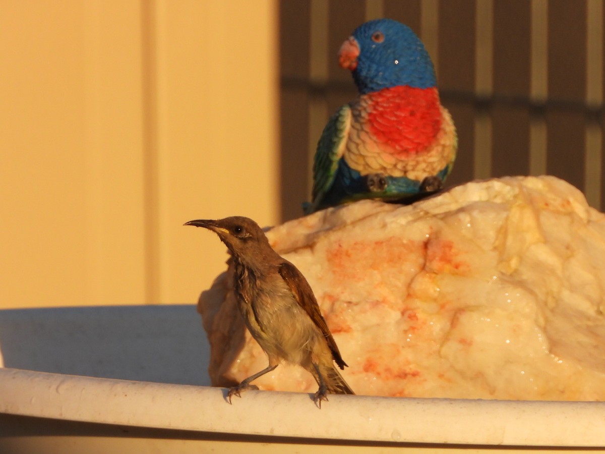 Brown Honeyeater - ML644690677