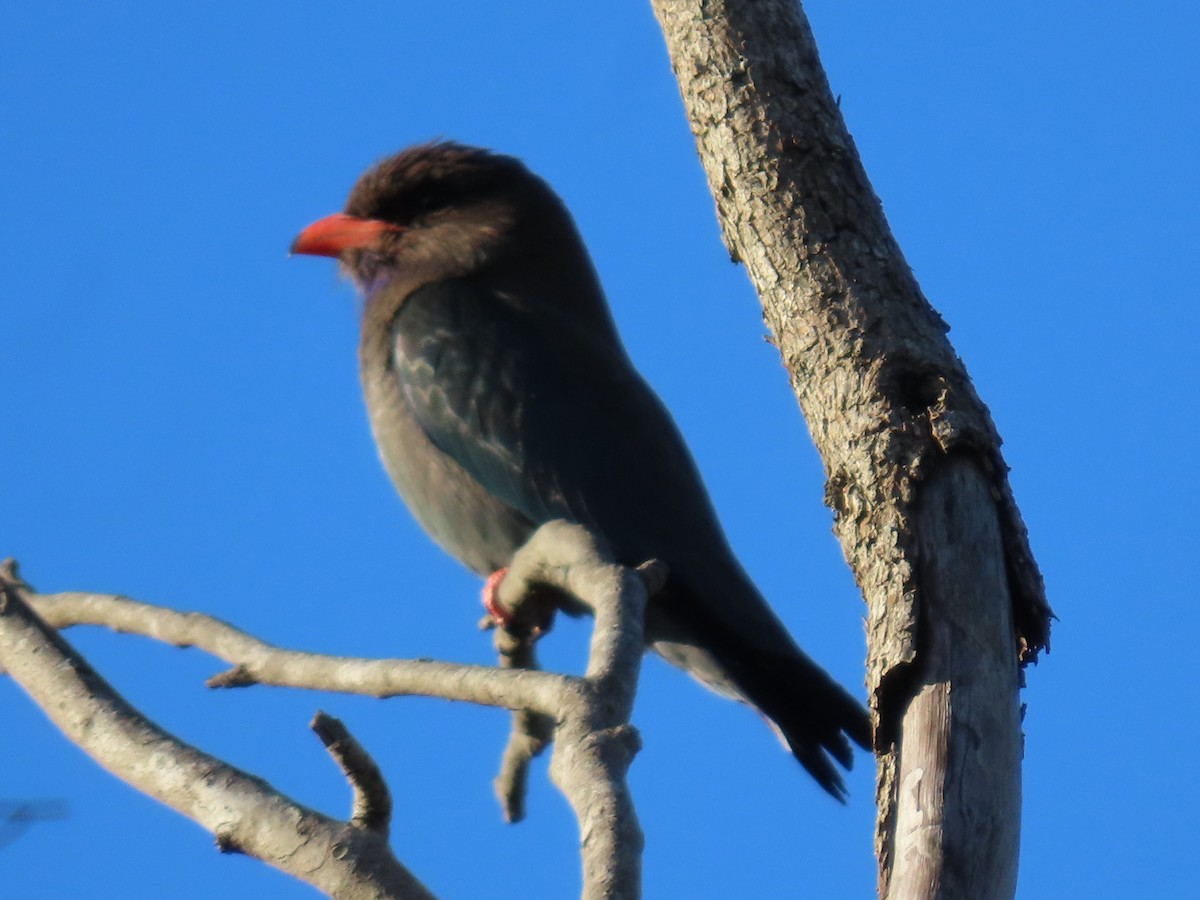 orientråke - ML644690679