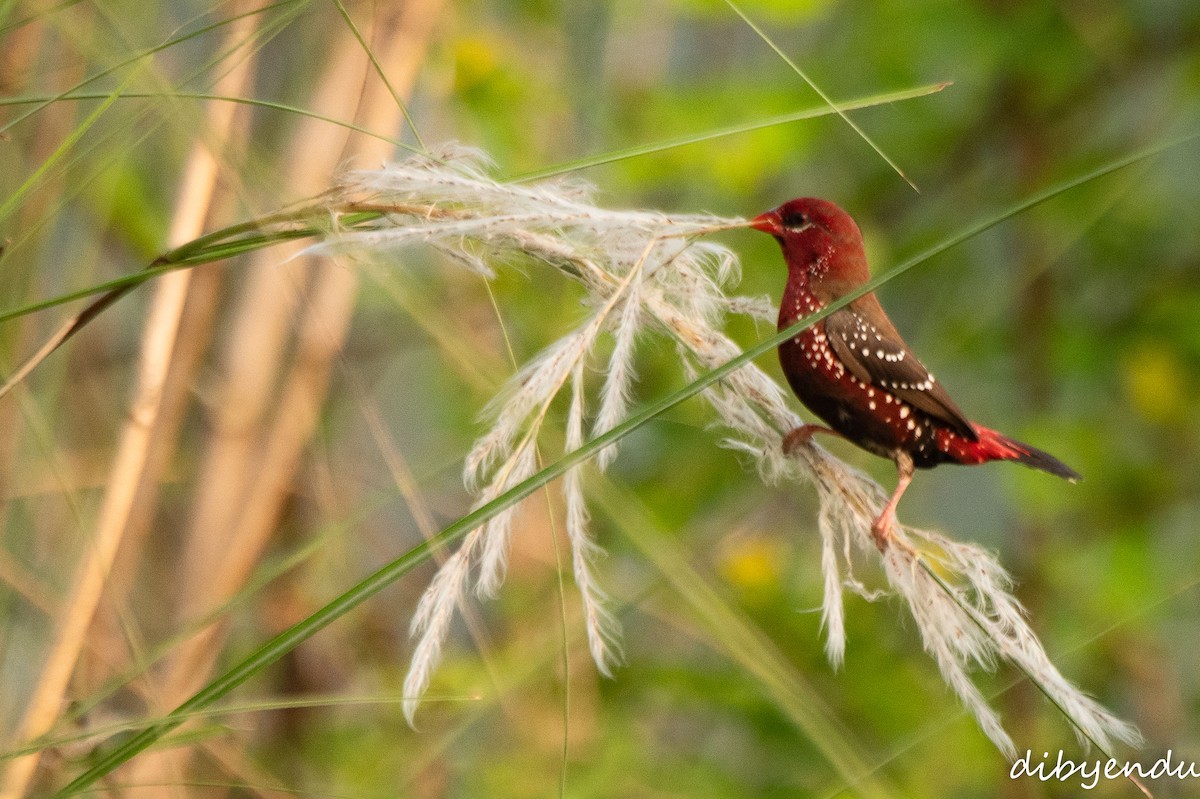 Тигровый астрильд - ML644690680