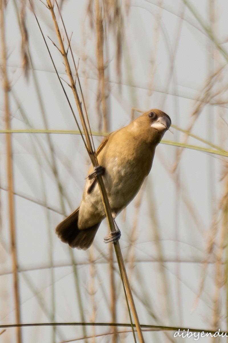 Чешуйчатая муния - ML644690684