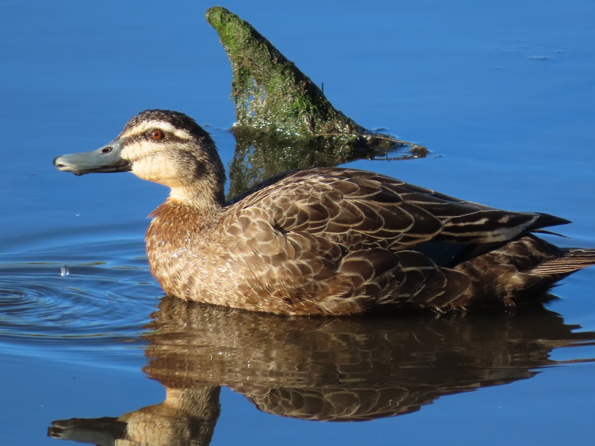 stripeand - ML644690685