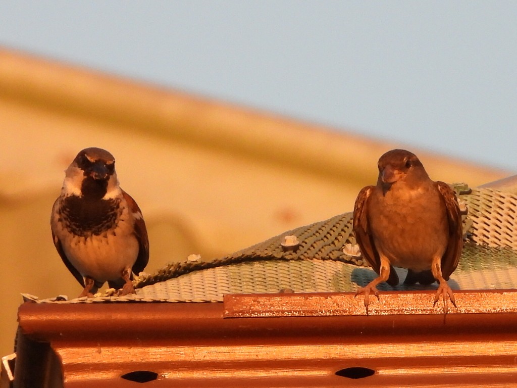 イエスズメ - ML644690689