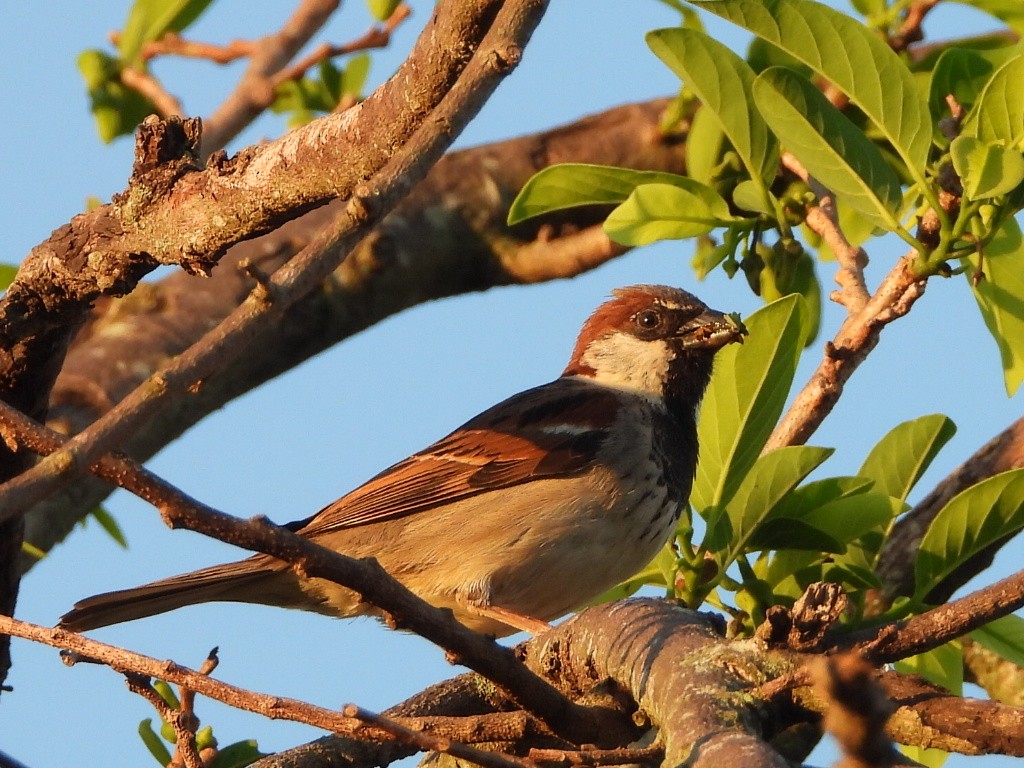 イエスズメ - ML644690690