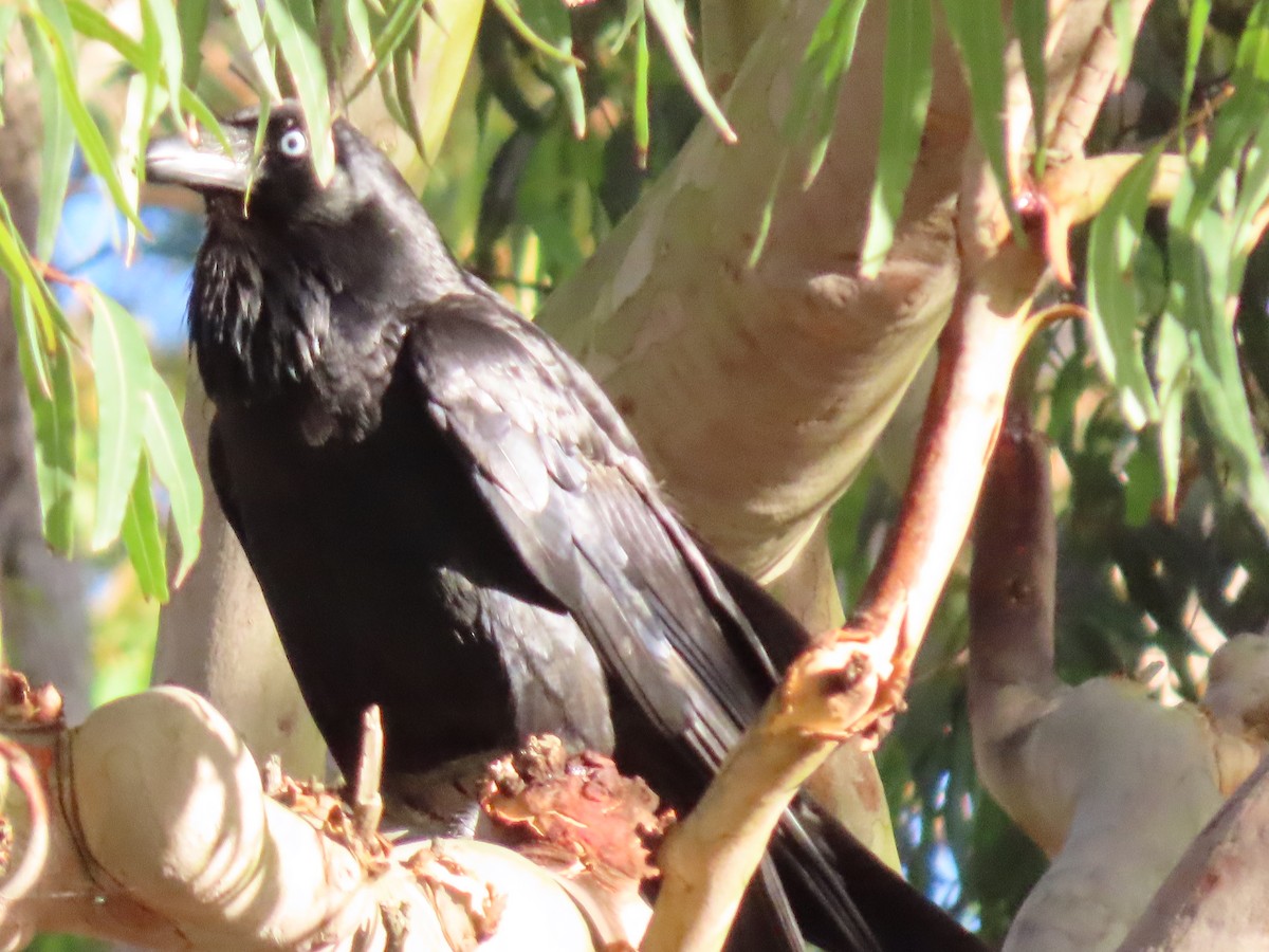 klageravn - ML644690691