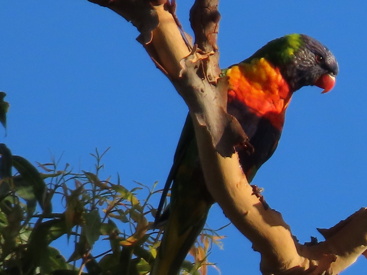 regnbuelori - ML644690692