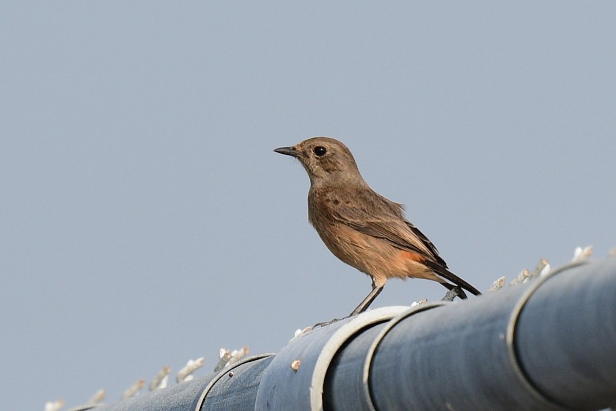 Pied Bushchat - ML644690694