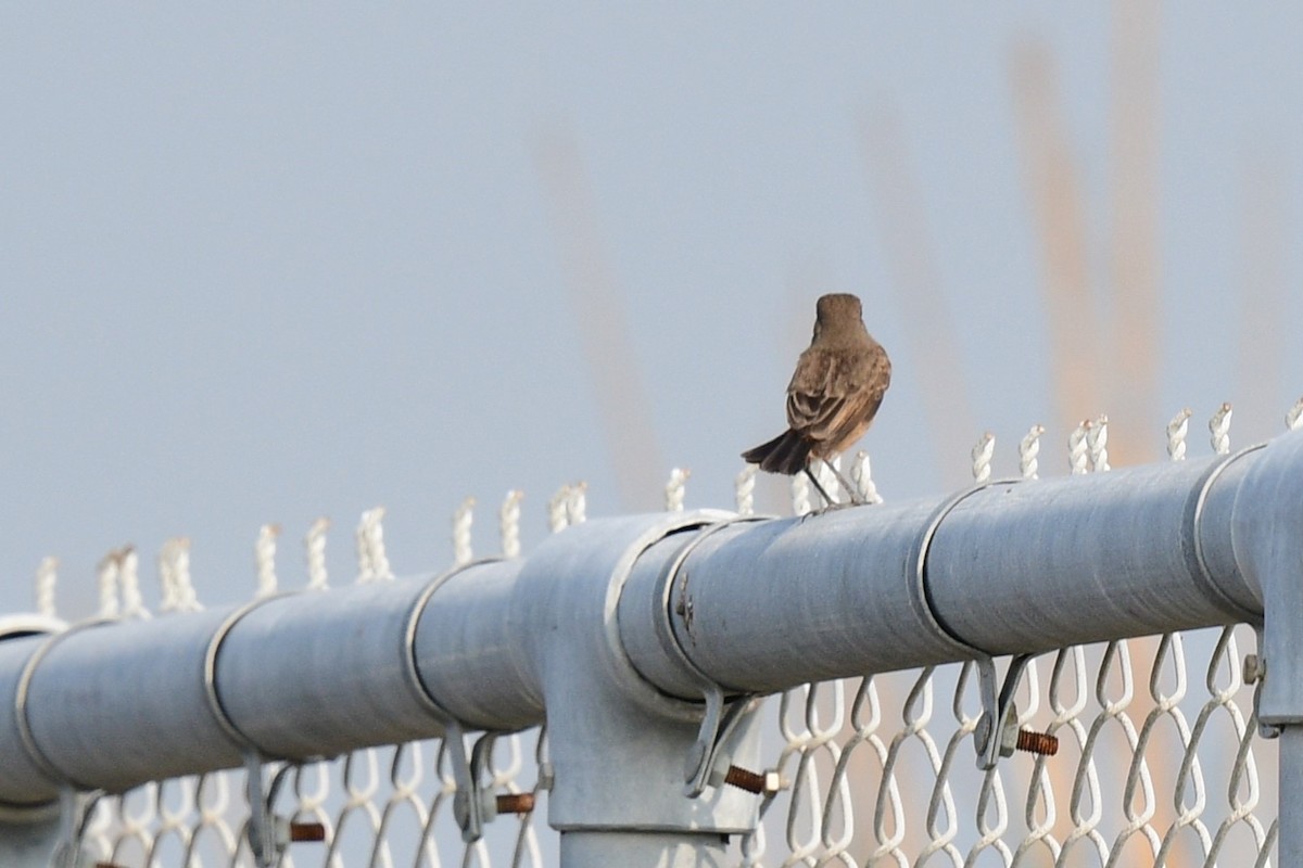 Pied Bushchat - ML644690695