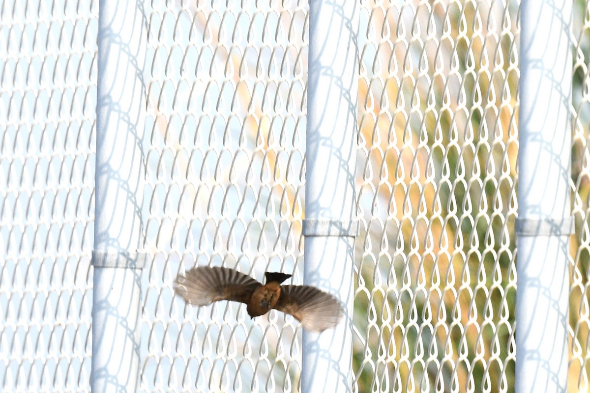 Pied Bushchat - ML644690696