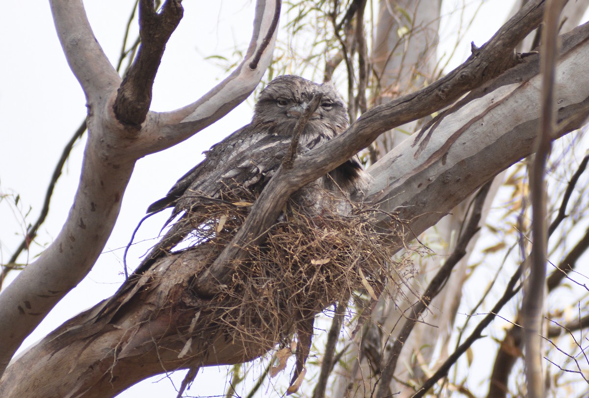 Avustralya Kocaağzı - ML644690697