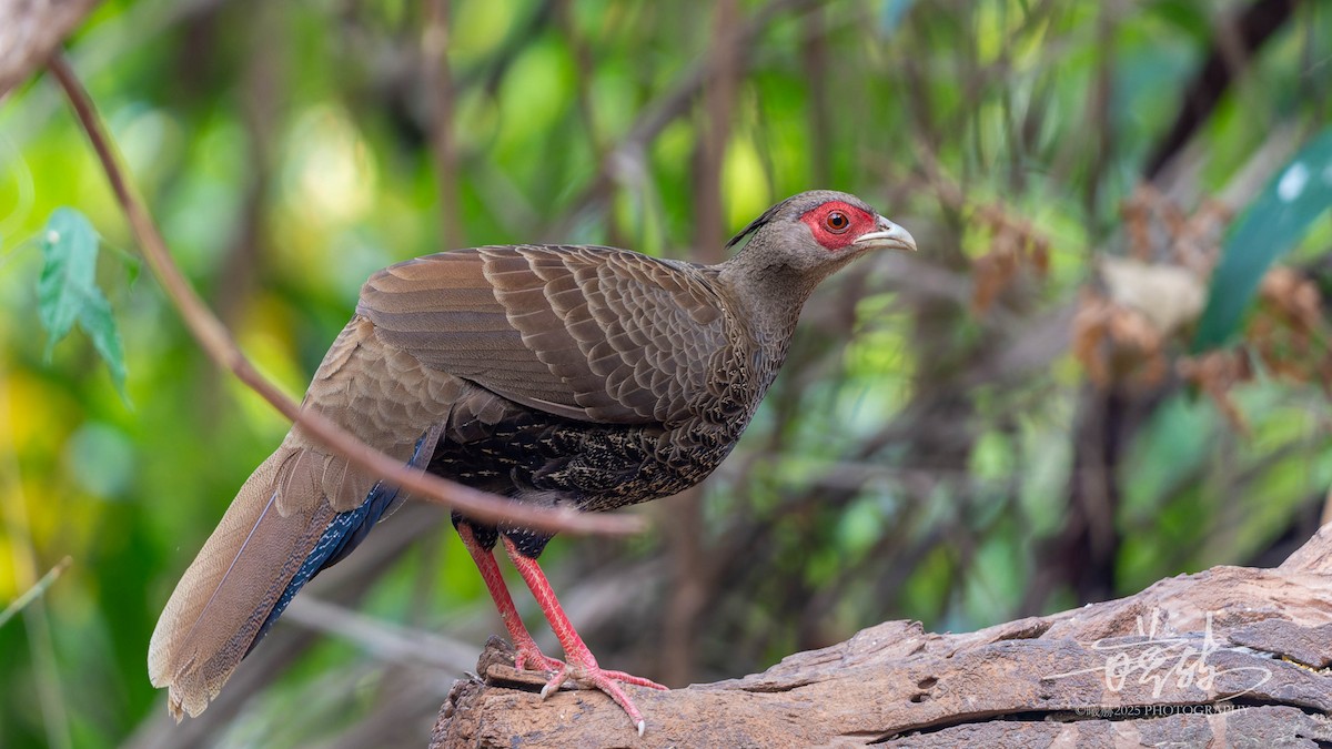 Лофур сріблястий - ML644690698