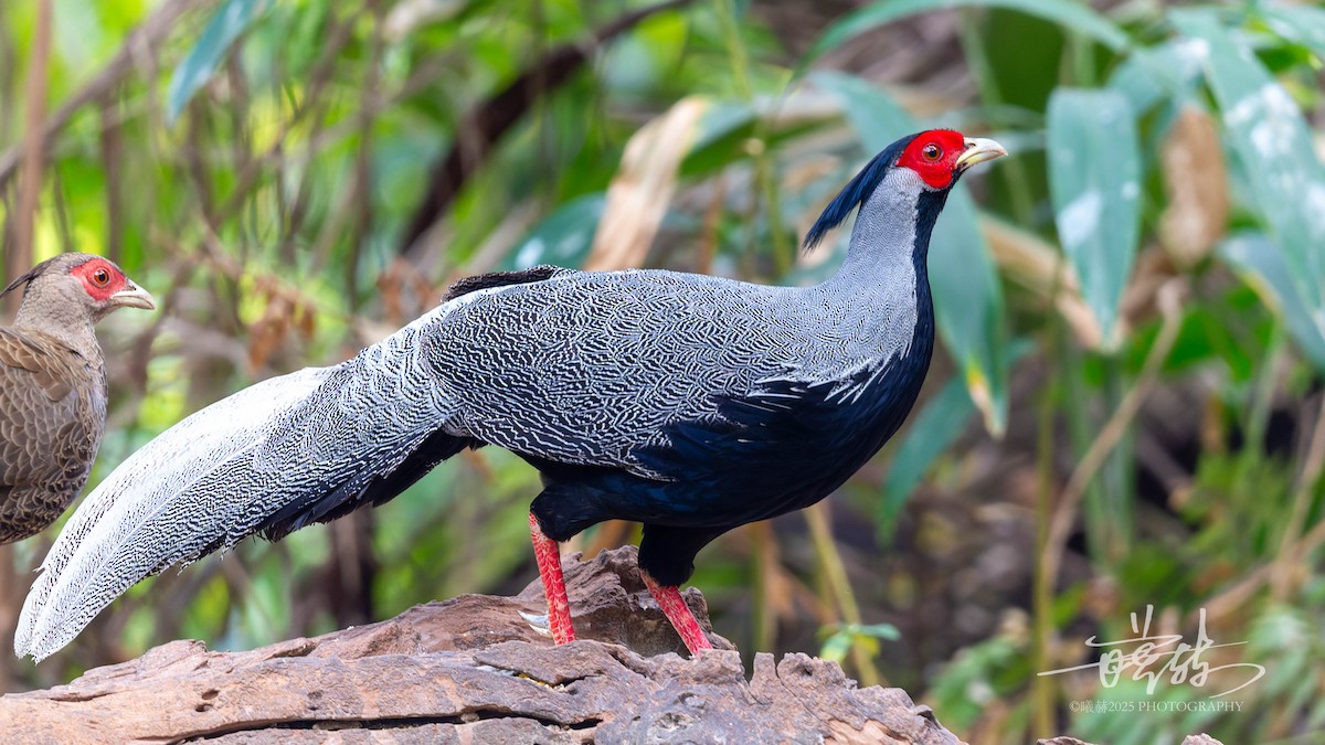 Лофур сріблястий - ML644690699