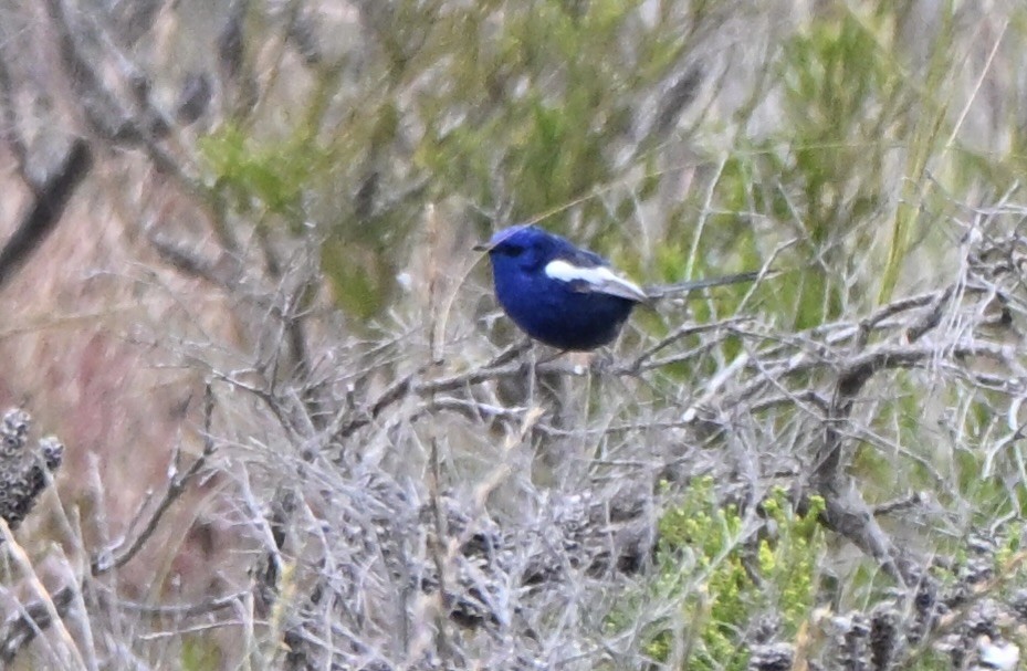 ハジロオーストラリアムシクイ - ML644690701