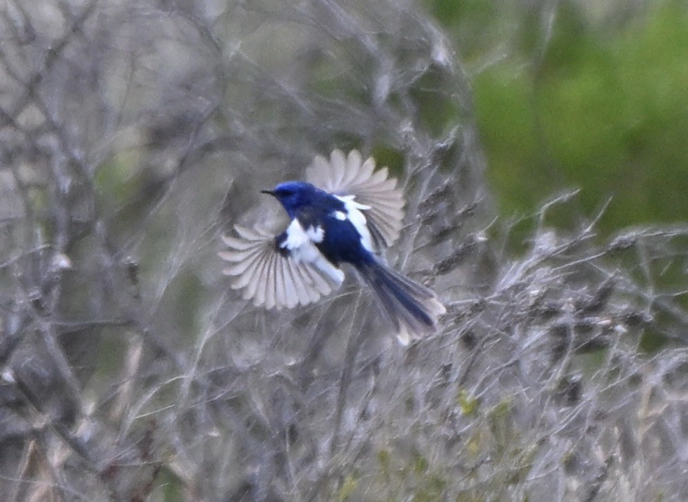 ハジロオーストラリアムシクイ - ML644690703