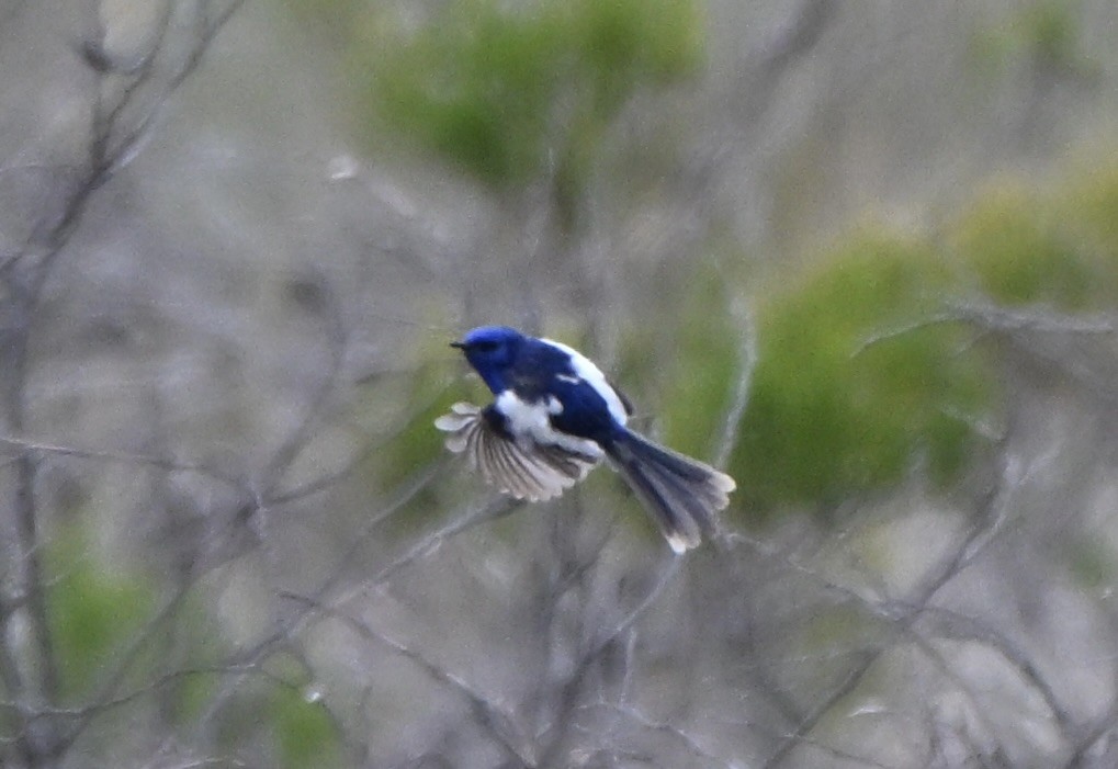 ハジロオーストラリアムシクイ - ML644690705