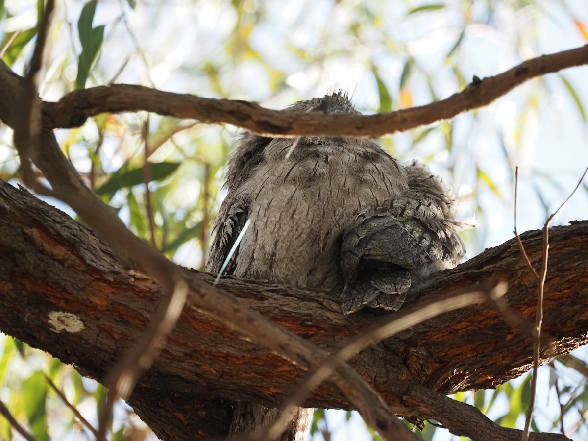 Avustralya Kocaağzı - ML644690706