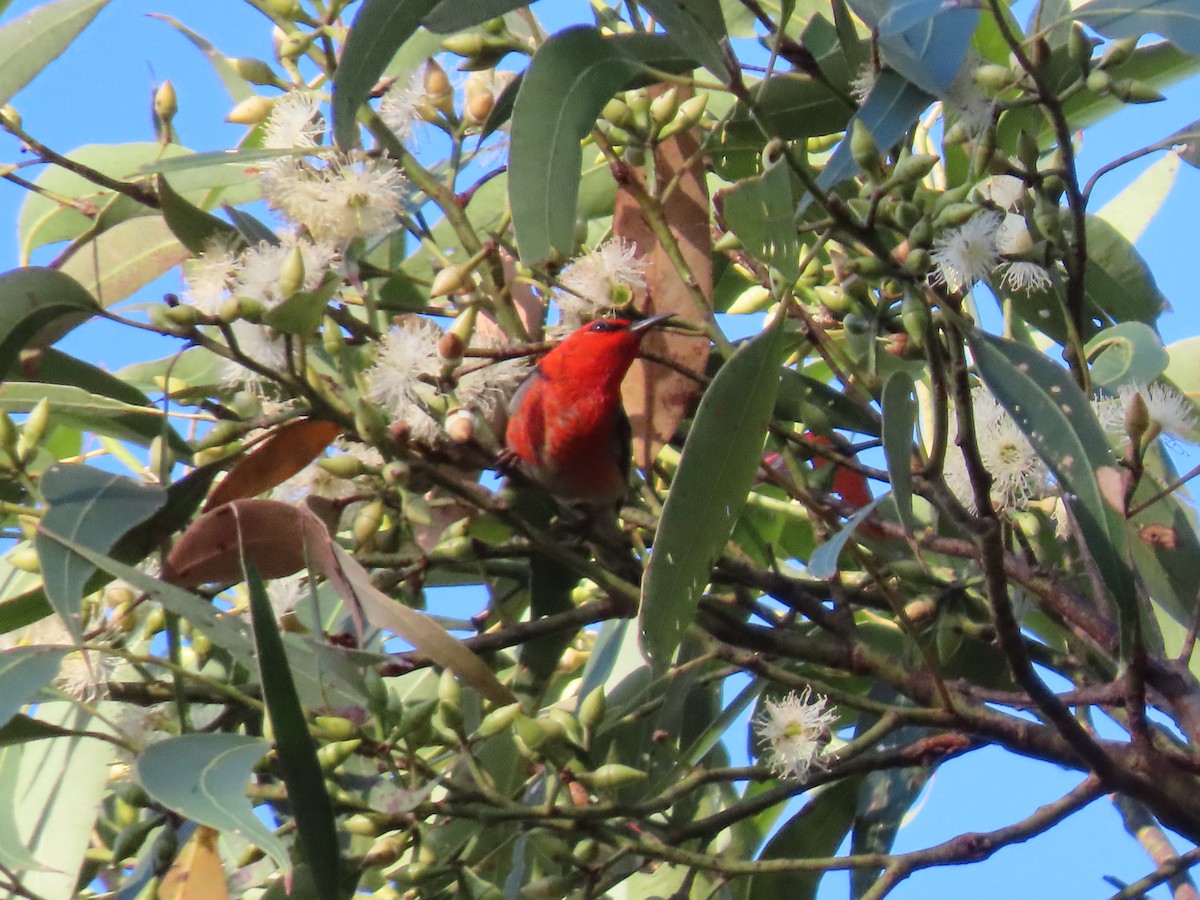 skarlagenhonningeter - ML644690707