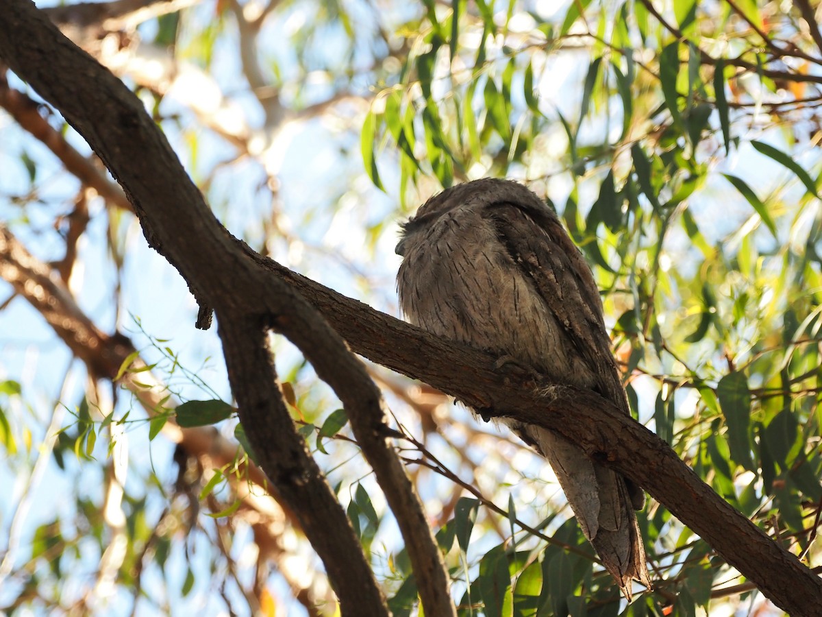 Avustralya Kocaağzı - ML644690708