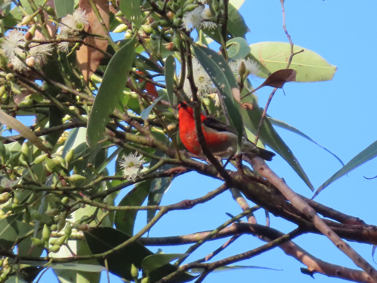 skarlagenhonningeter - ML644690711