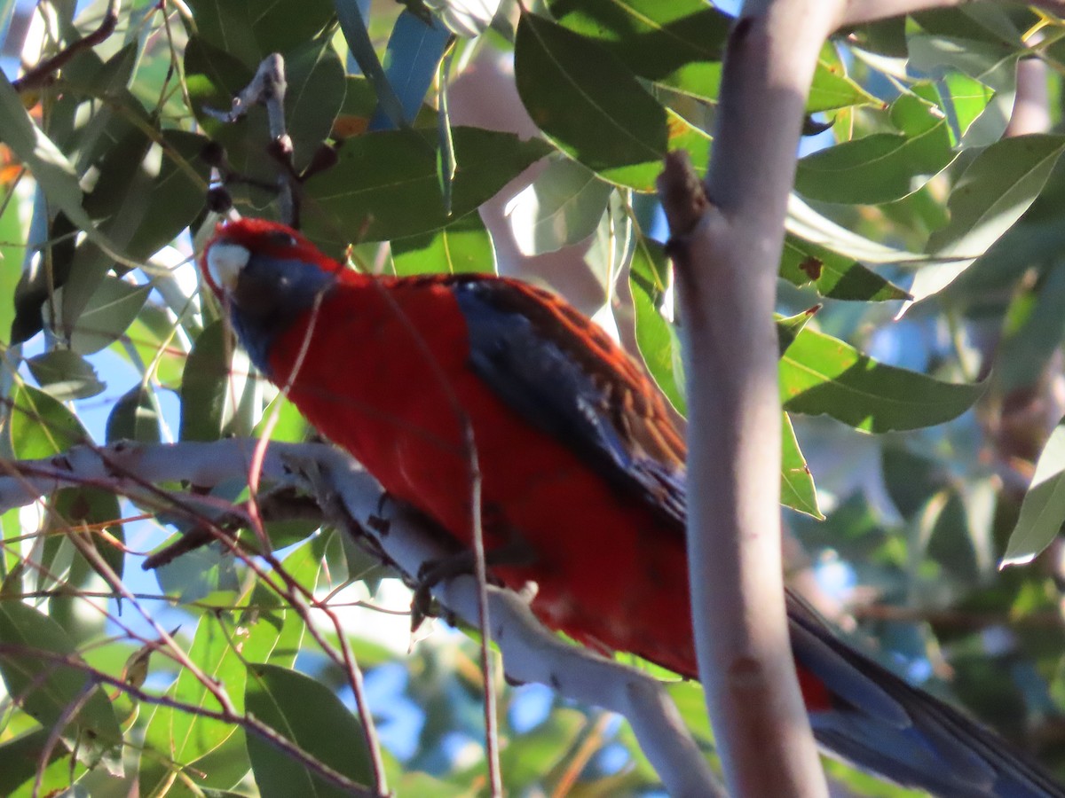 rødrosella - ML644690714