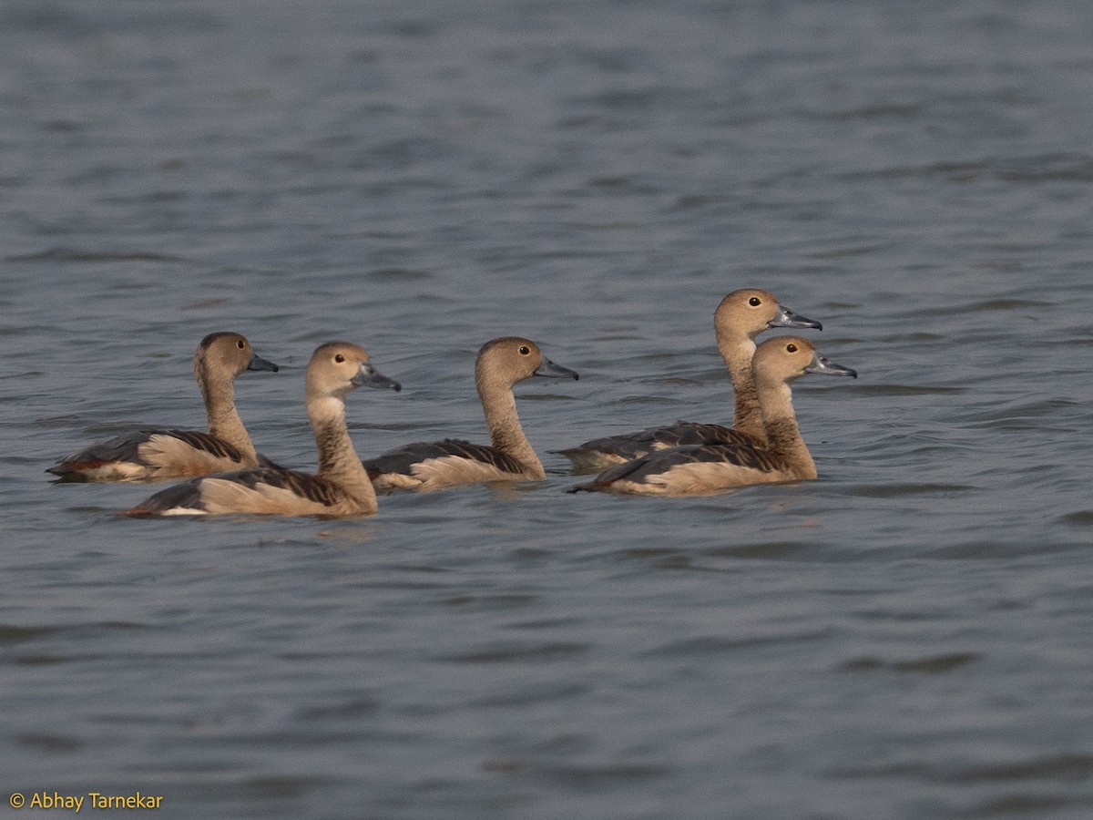 Lesser Whistling-Duck - ML644690715
