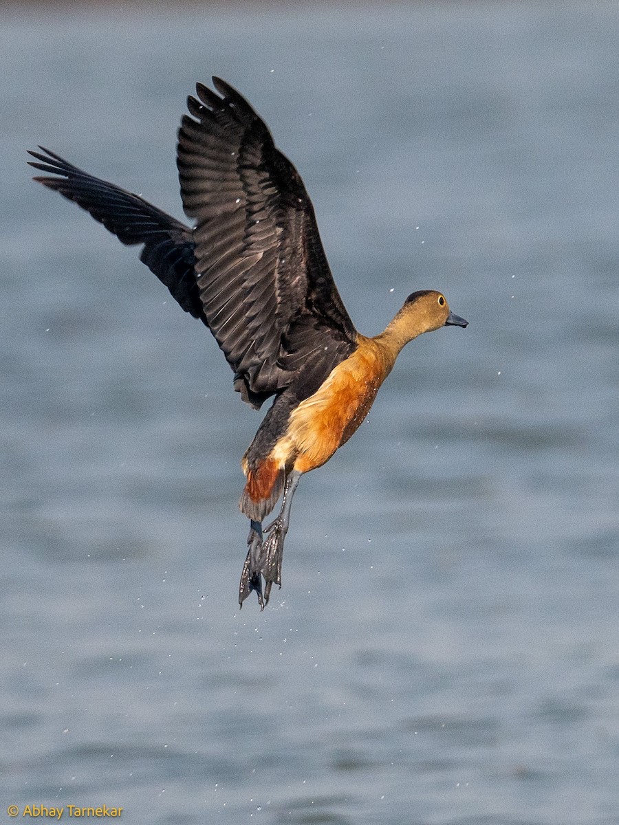 Lesser Whistling-Duck - ML644690717