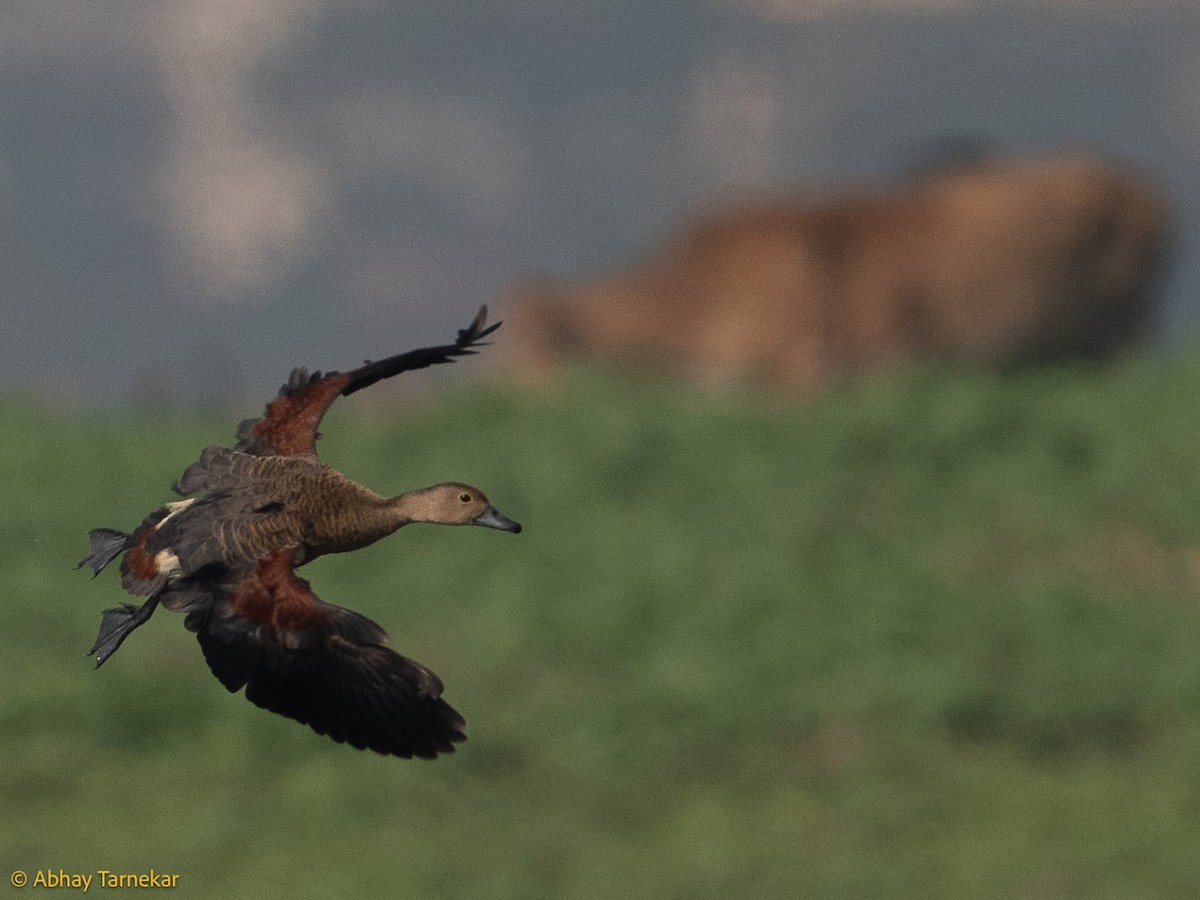 Lesser Whistling-Duck - ML644690718
