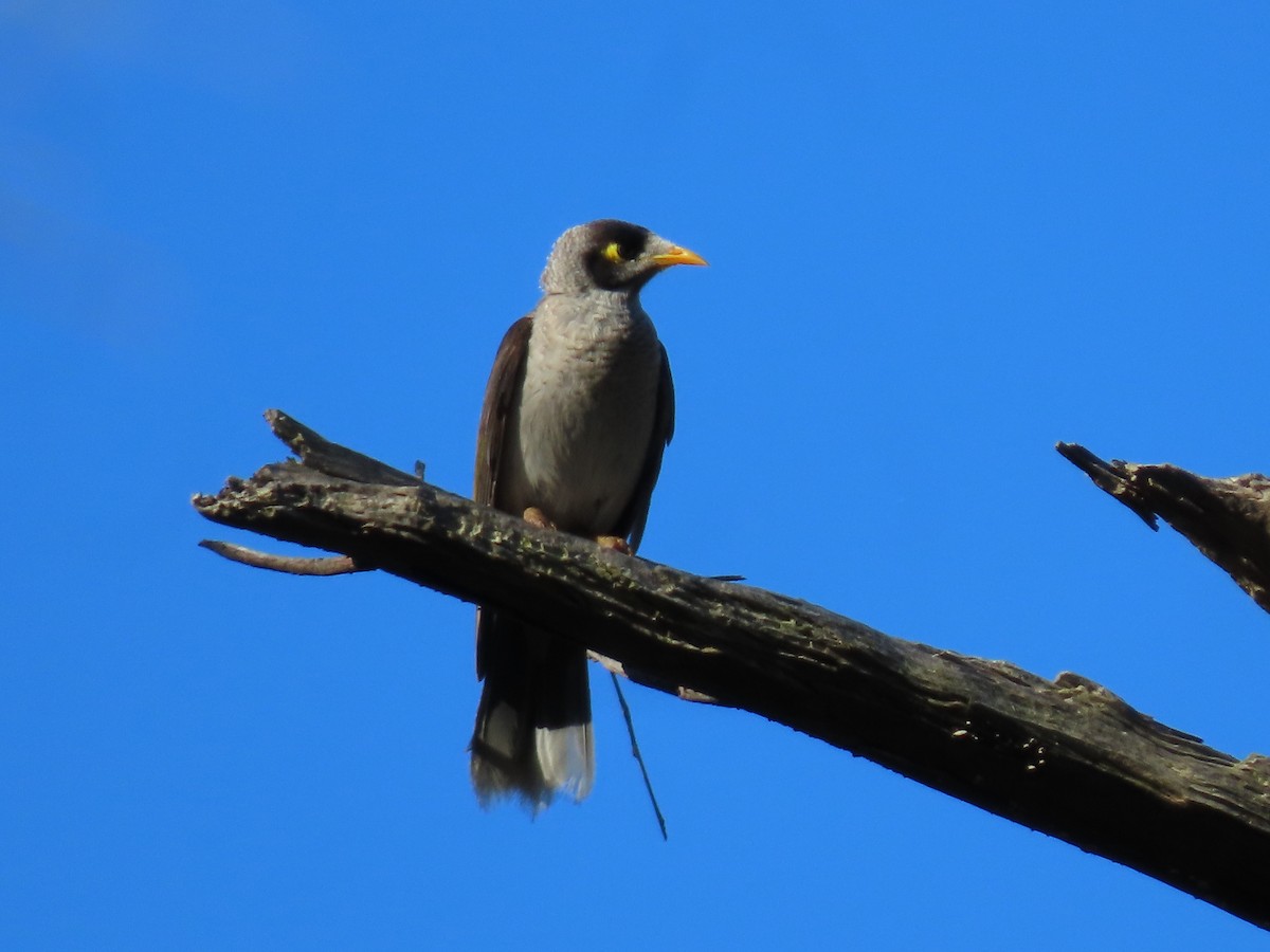 skravlehonningeter - ML644690721