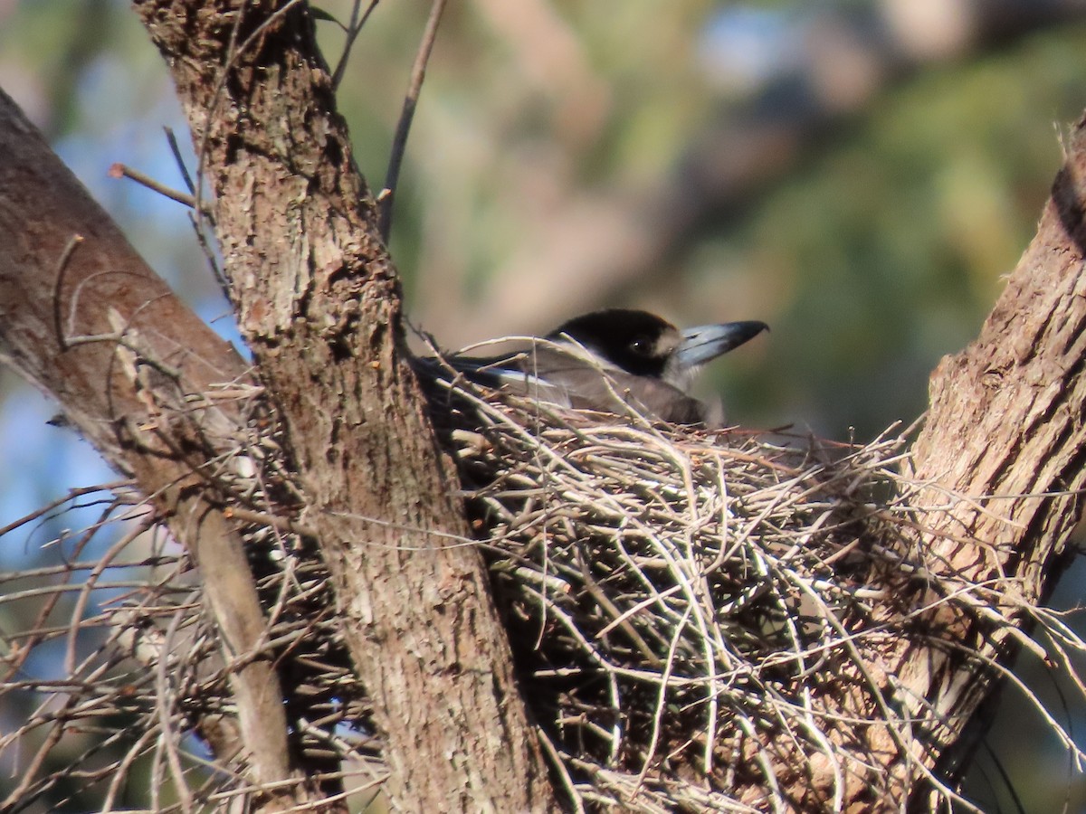 gråryggslakterfugl - ML644690726