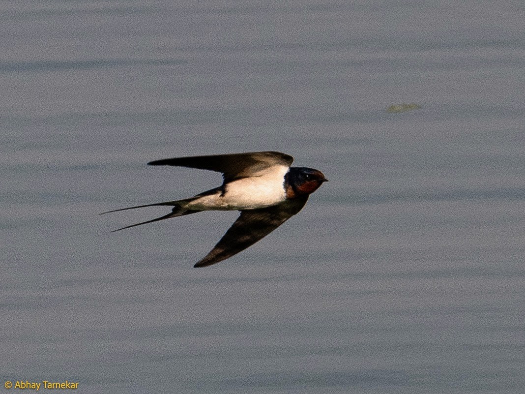 Barn Swallow - ML644690728