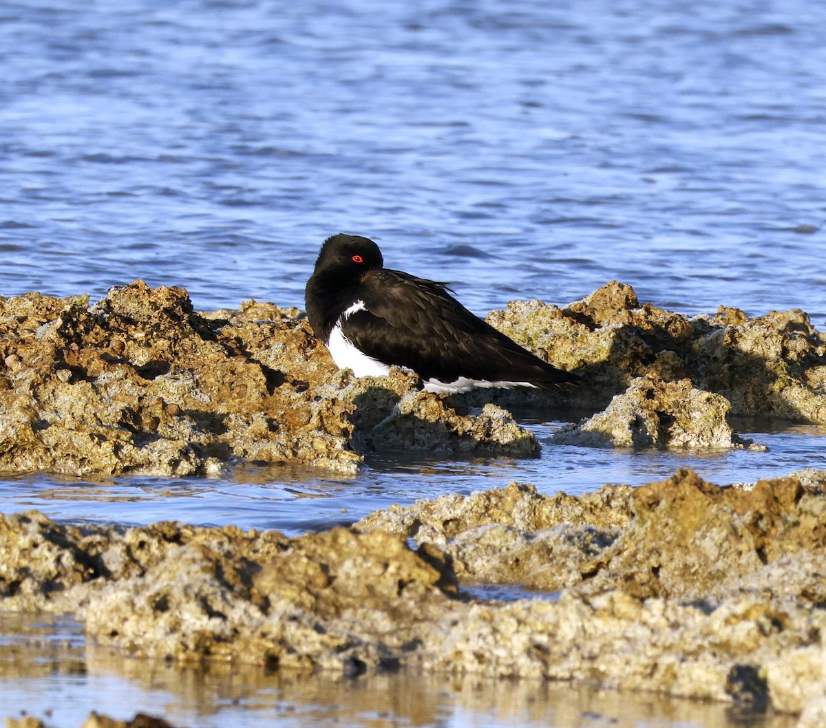 Avustralya Poyrazkuşu - ML644690731