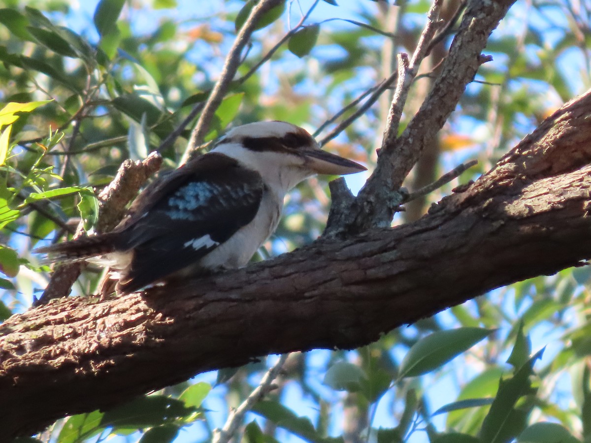 latterkokaburra - ML644690735