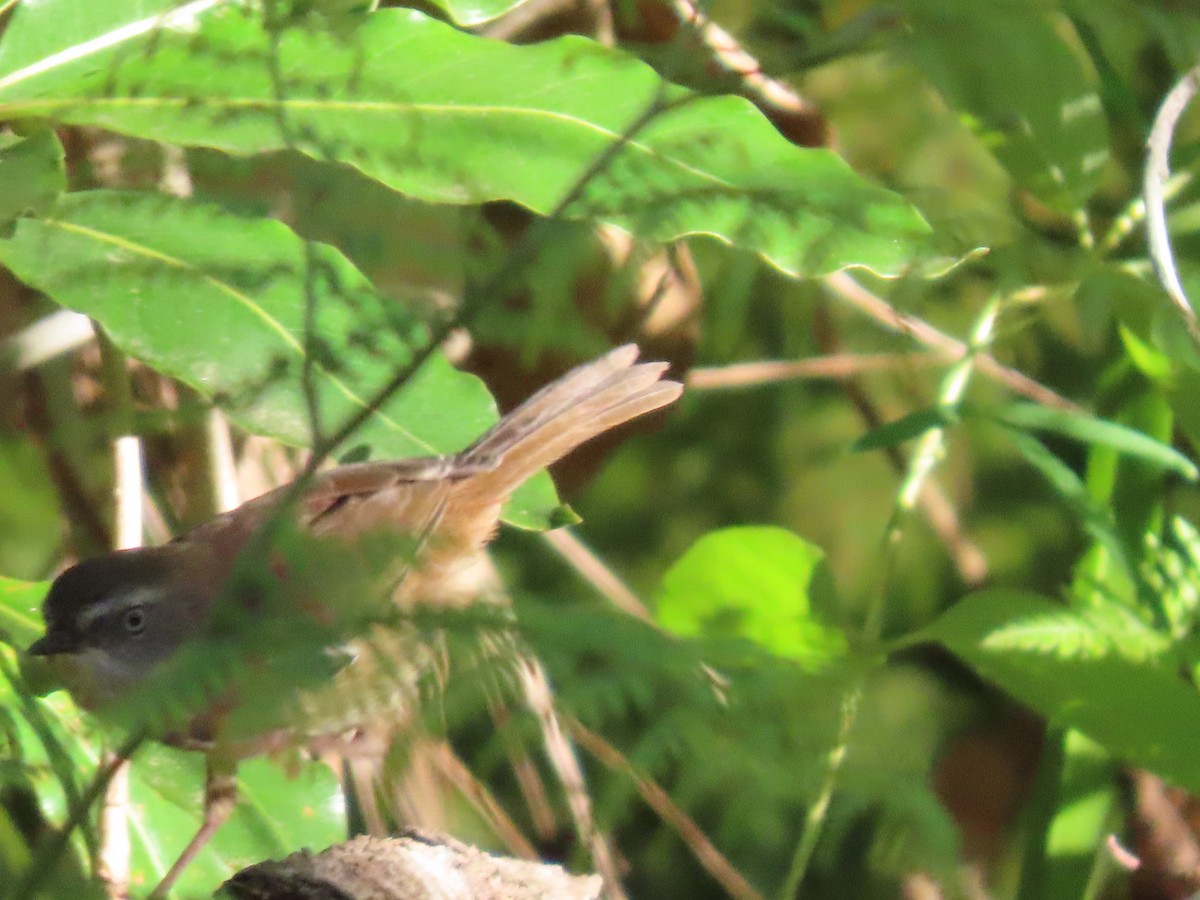 hvitbrynkrattsmett (frontalis gr.) - ML644690741