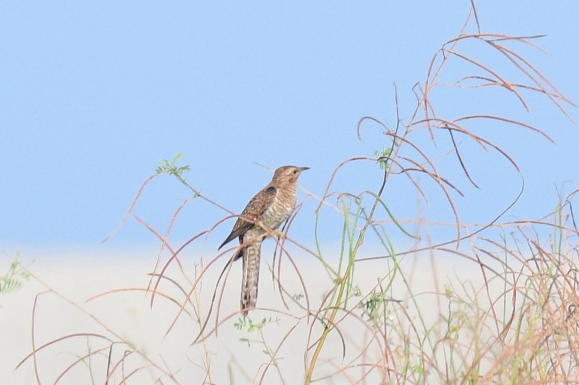 ヒメカッコウ - ML644690745