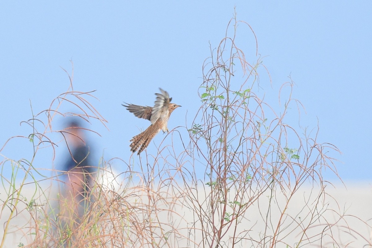 ヒメカッコウ - ML644690746