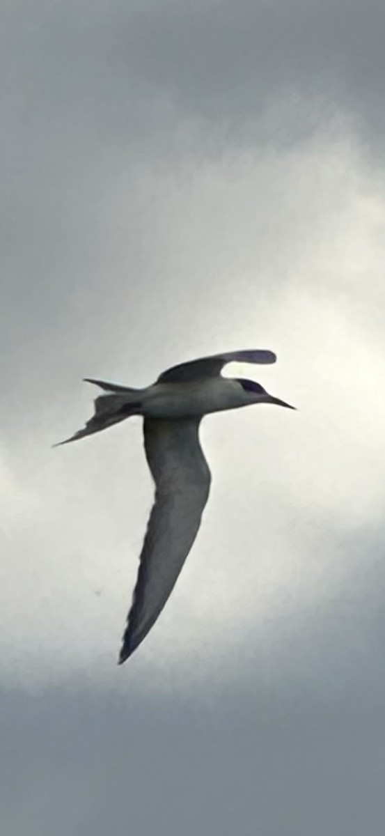 makrellterne - ML644690759