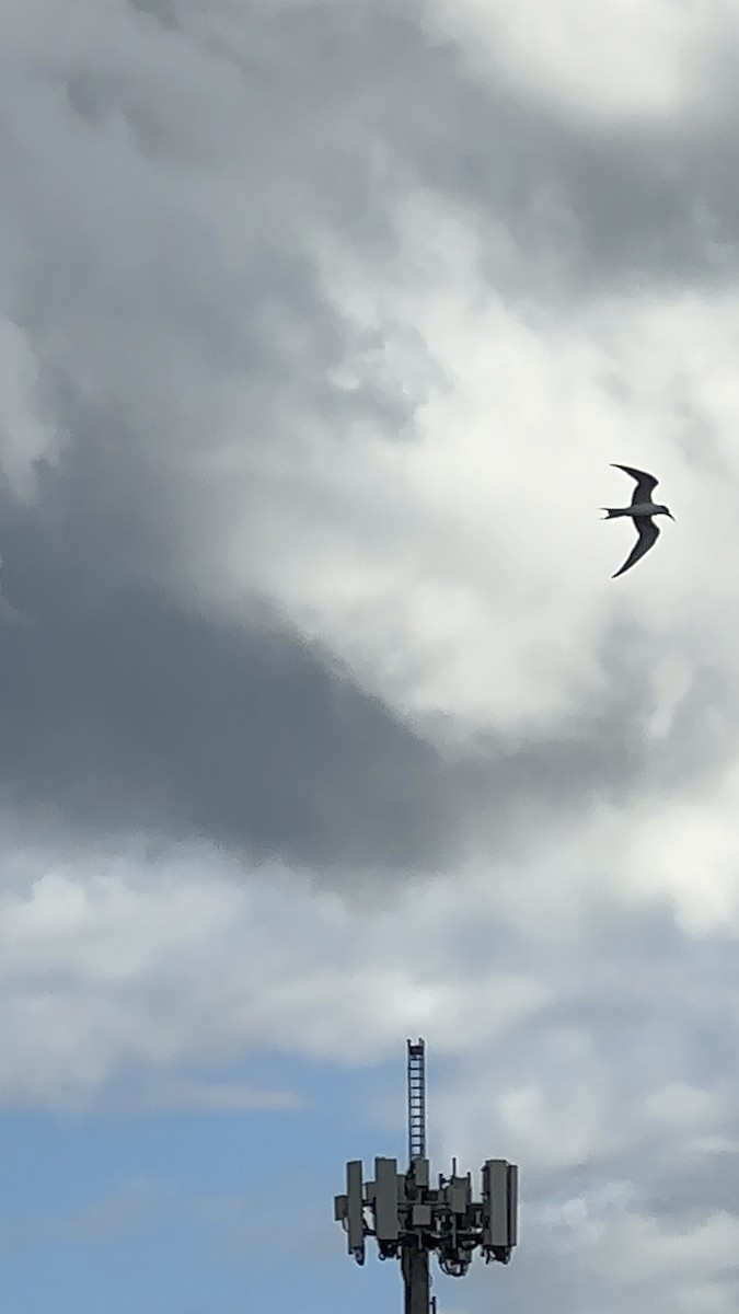 makrellterne - ML644690760