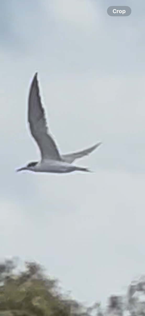 makrellterne - ML644690761