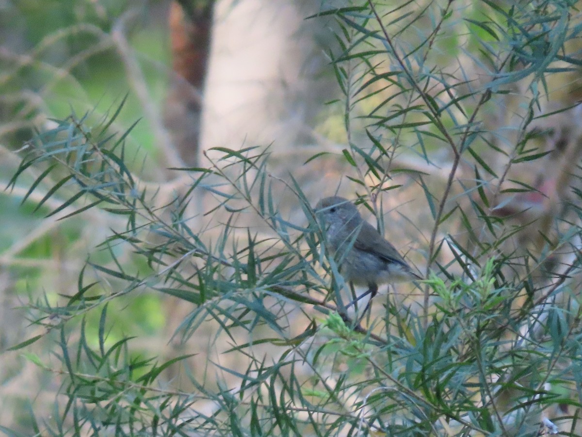 Brown Thornbill - ML644690763