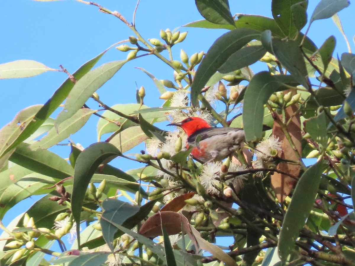 Scarlet Myzomela - ML644690767