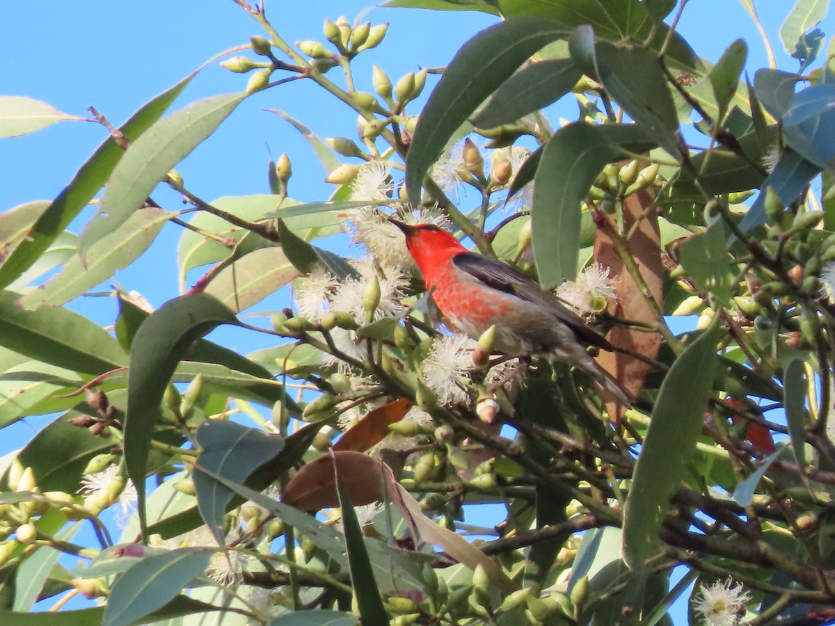 Scarlet Myzomela - ML644690769