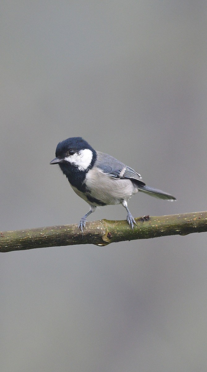 Asian Tit (Cinereous) - ML644690770