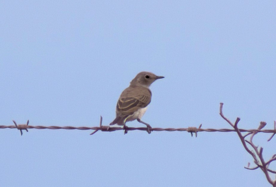 hvithodehonningskvett - ML644690773