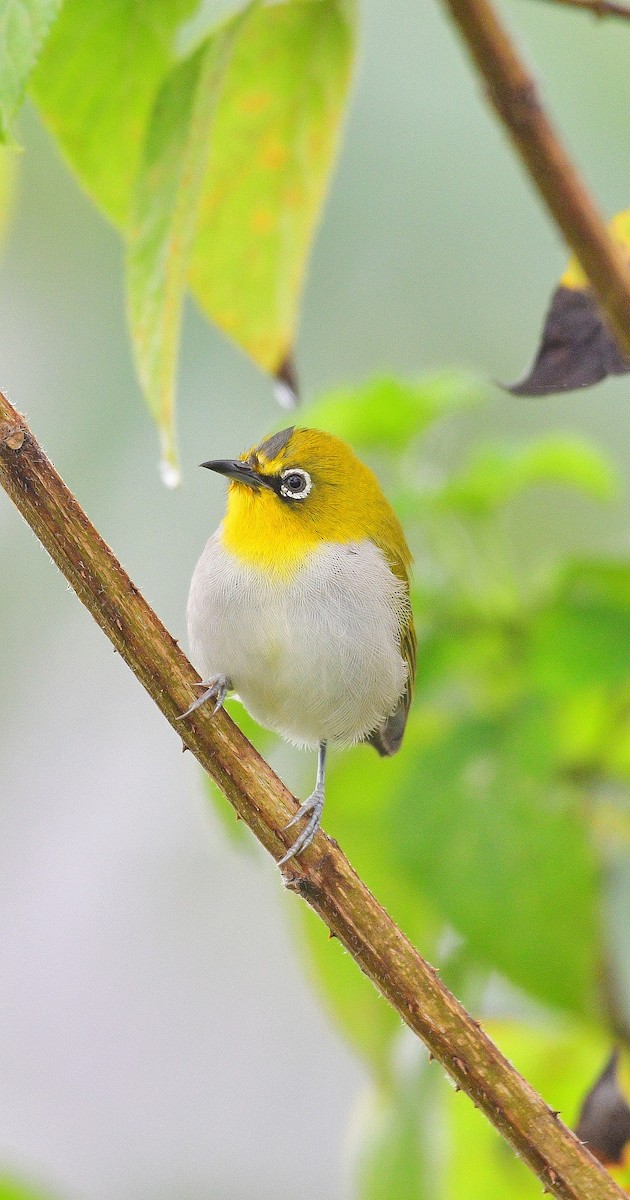 Indian White-eye - ML644690774