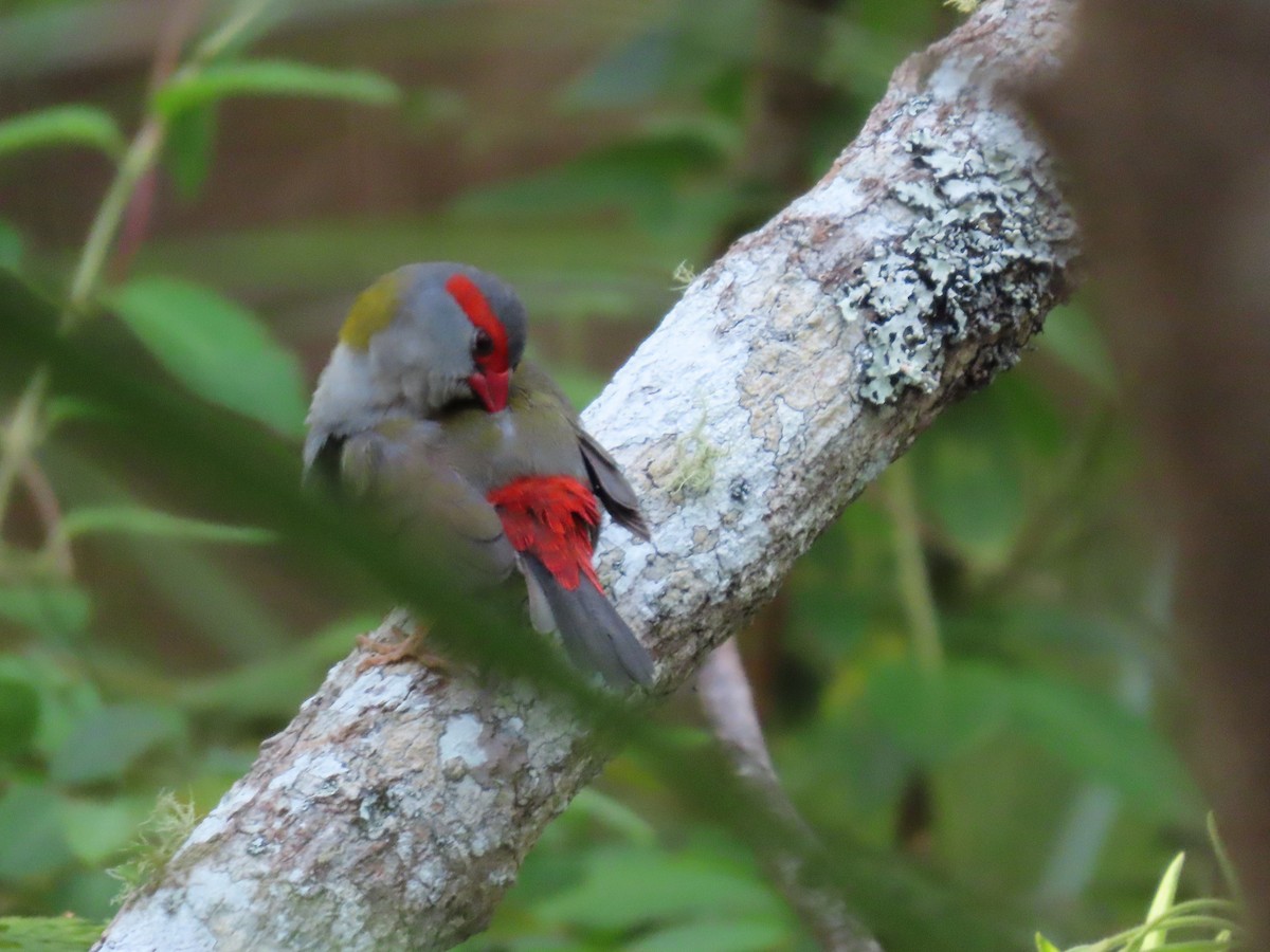 Red-browed Firetail - ML644690775