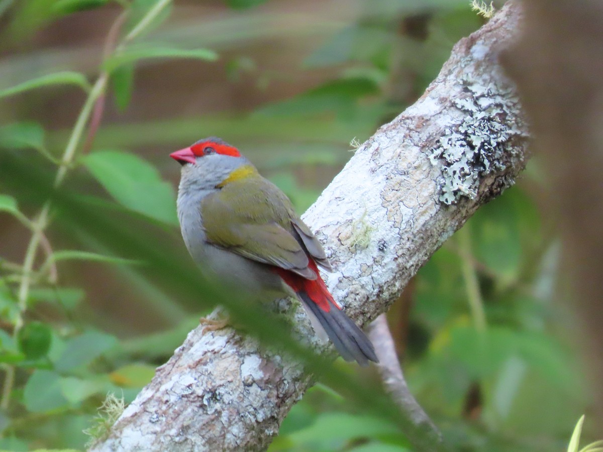Red-browed Firetail - ML644690782