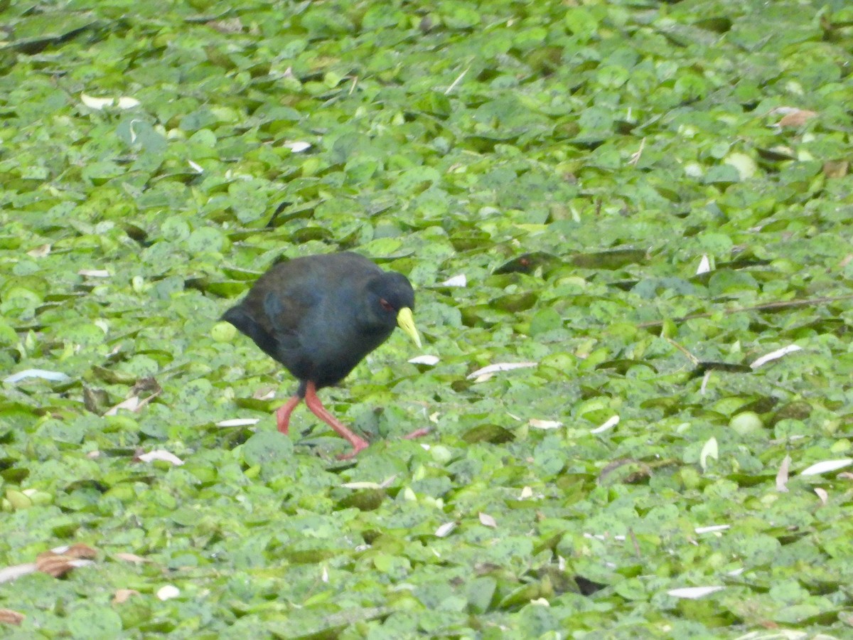 Black Crake - ML644690783