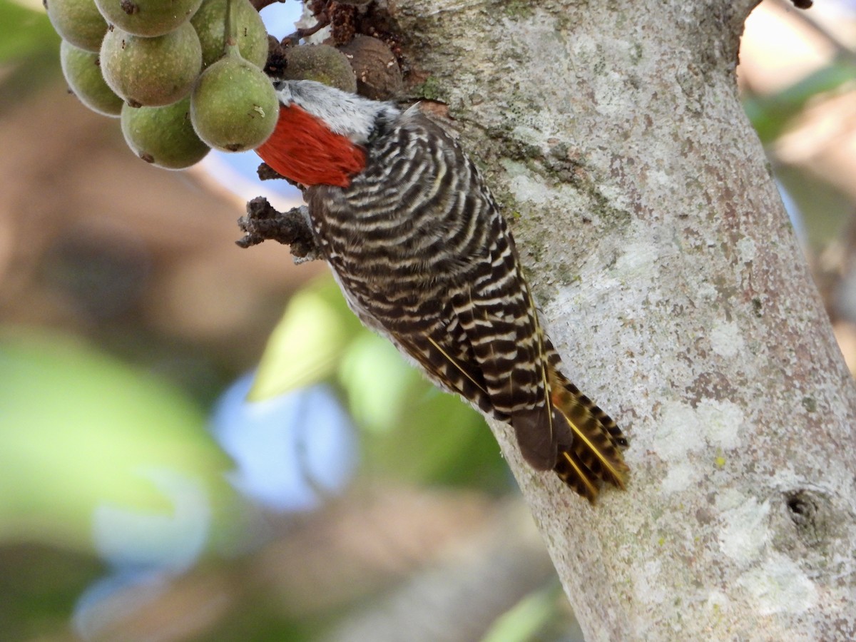 Cardinal Woodpecker - ML644690788